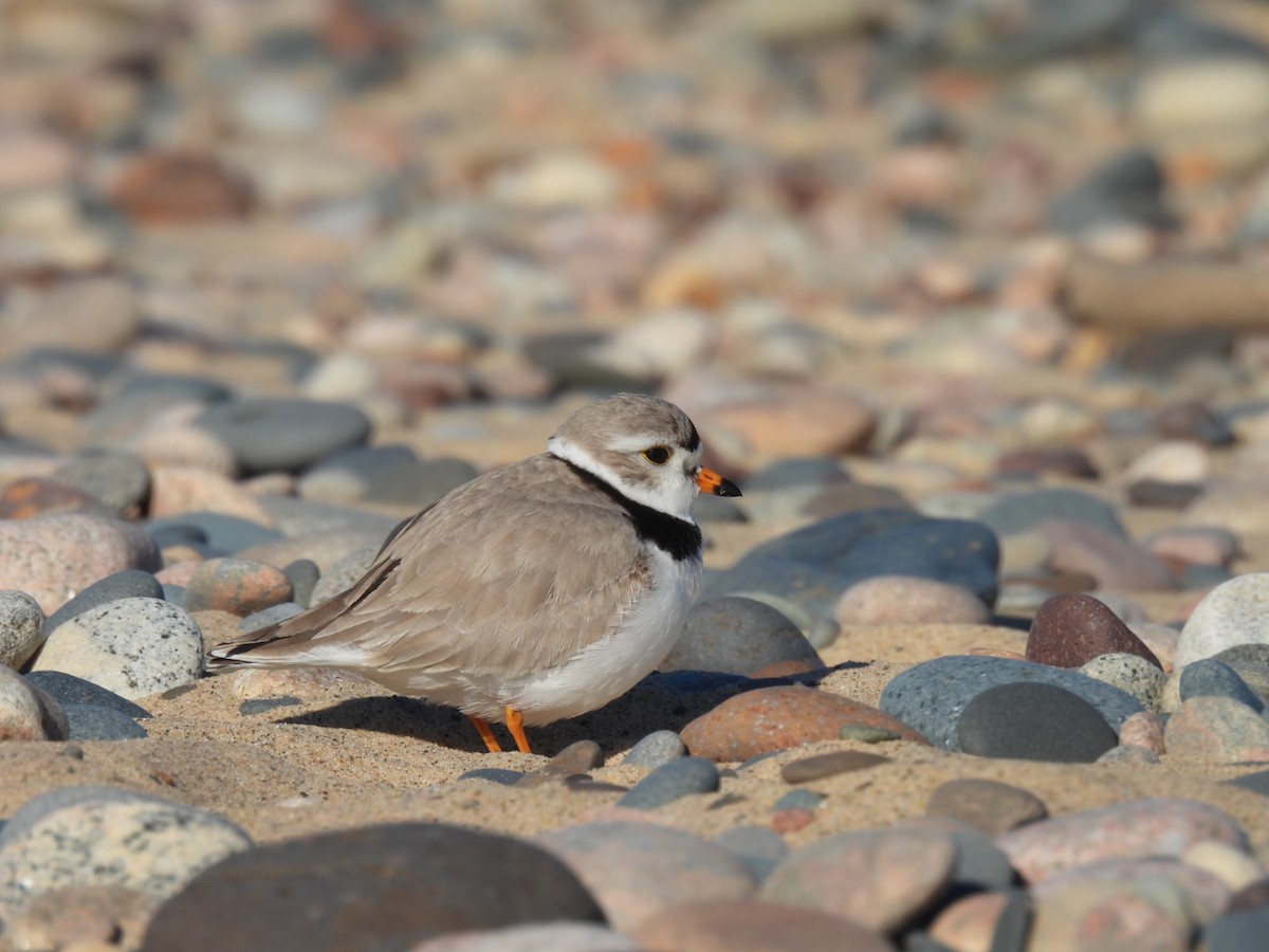Piping Plover - ML619526135