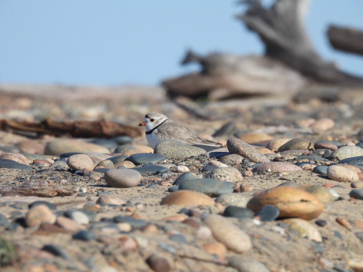 Piping Plover - ML619526136