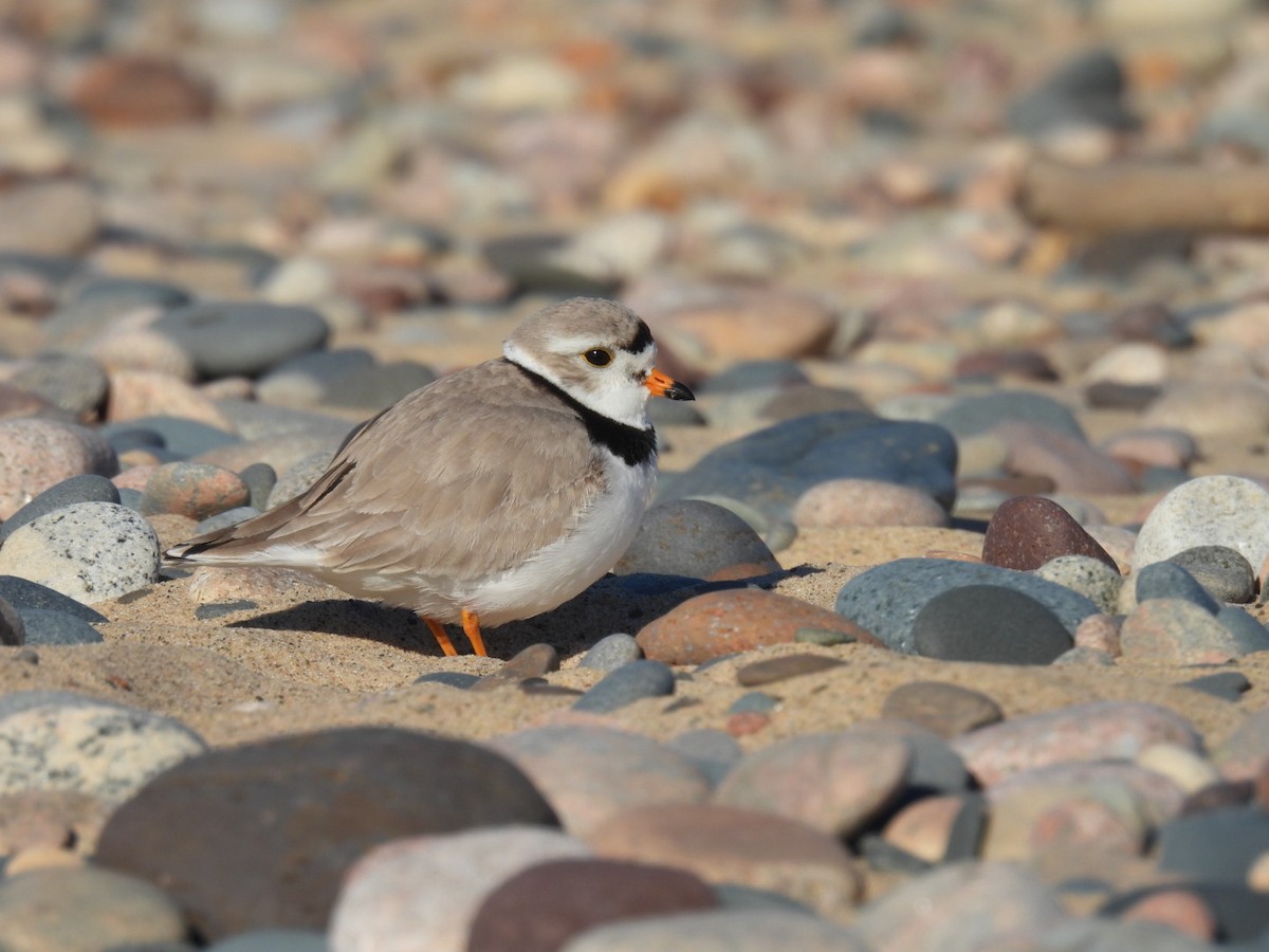 Piping Plover - ML619526137