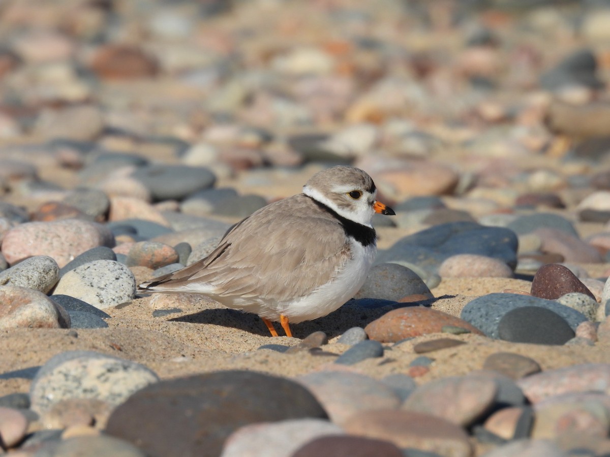 Piping Plover - ML619526138