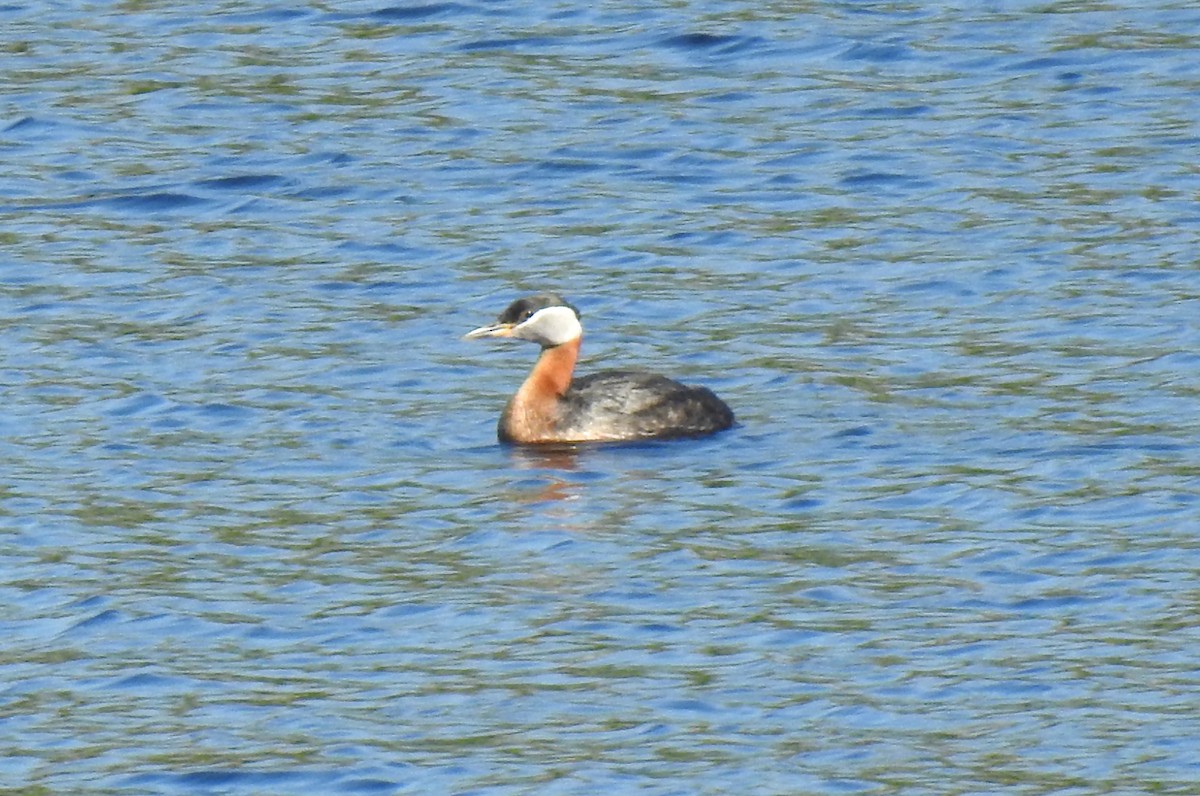 Red-necked Grebe - ML619526198