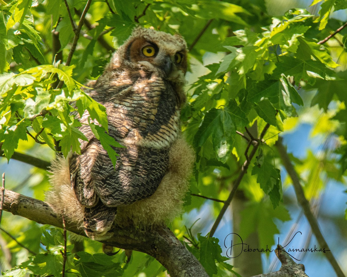 Great Horned Owl - ML619526214