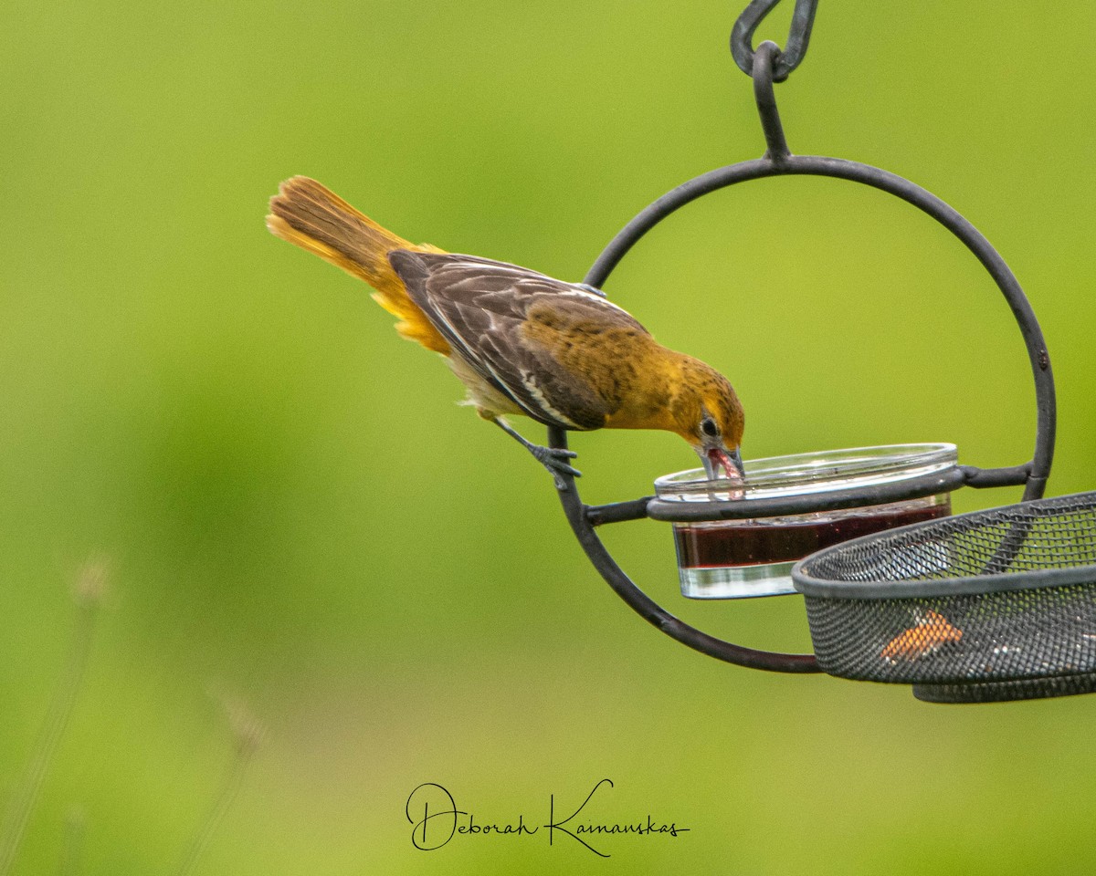 Orchard Oriole - ML619526221