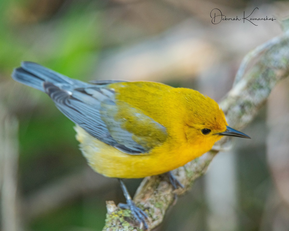 Prothonotary Warbler - ML619526242