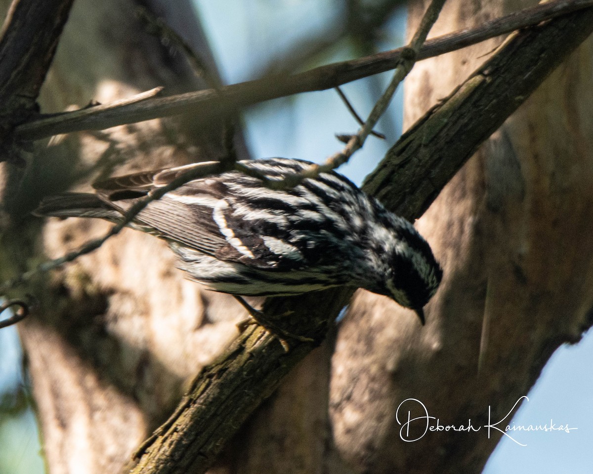 Black-and-white Warbler - ML619526299