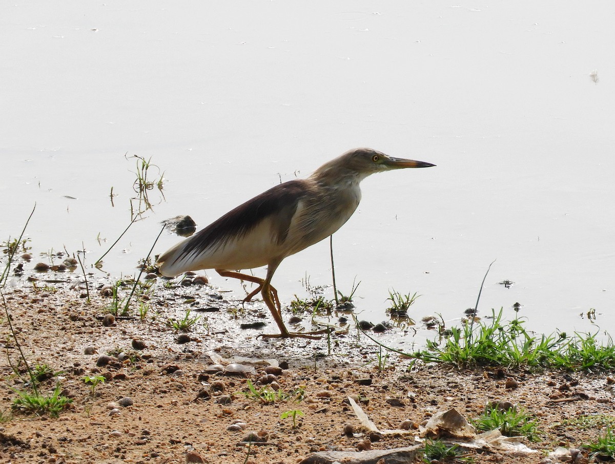 Indian Pond-Heron - ML619526300