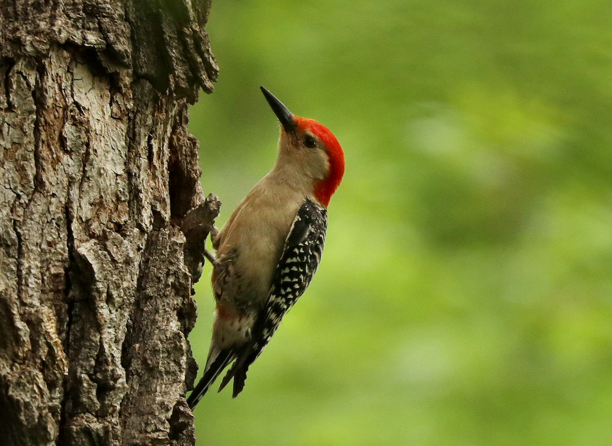 Red-bellied Woodpecker - ML619526343