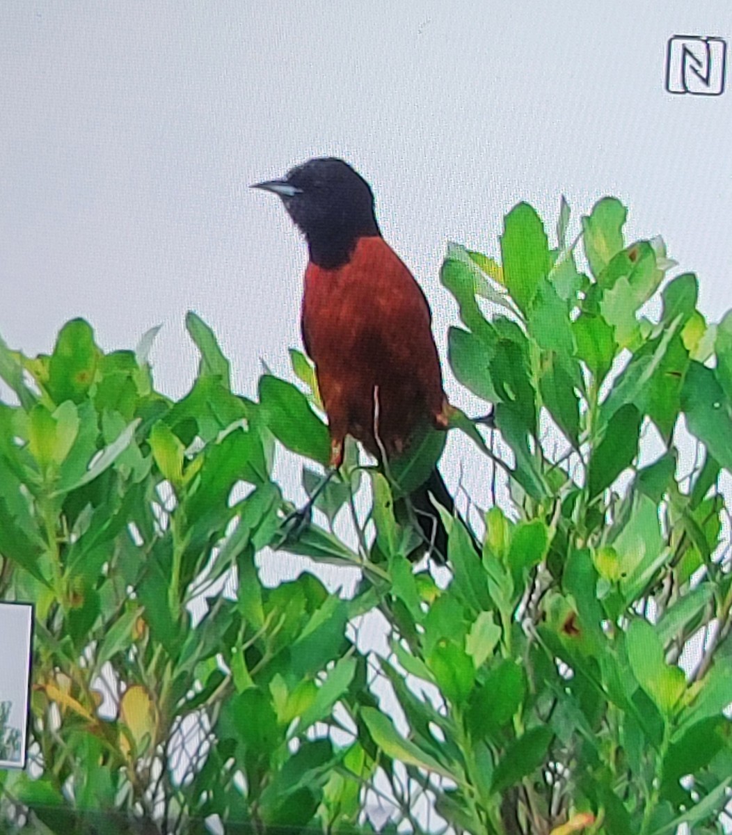 Orchard Oriole - ML619526354