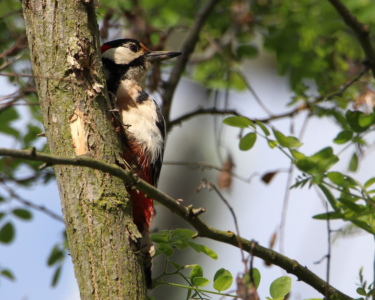 Great Spotted Woodpecker - ML619526370