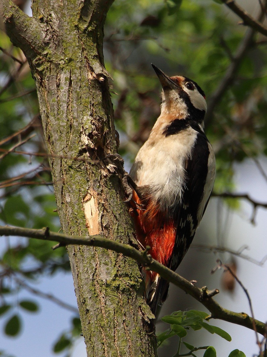 Great Spotted Woodpecker - ML619526371