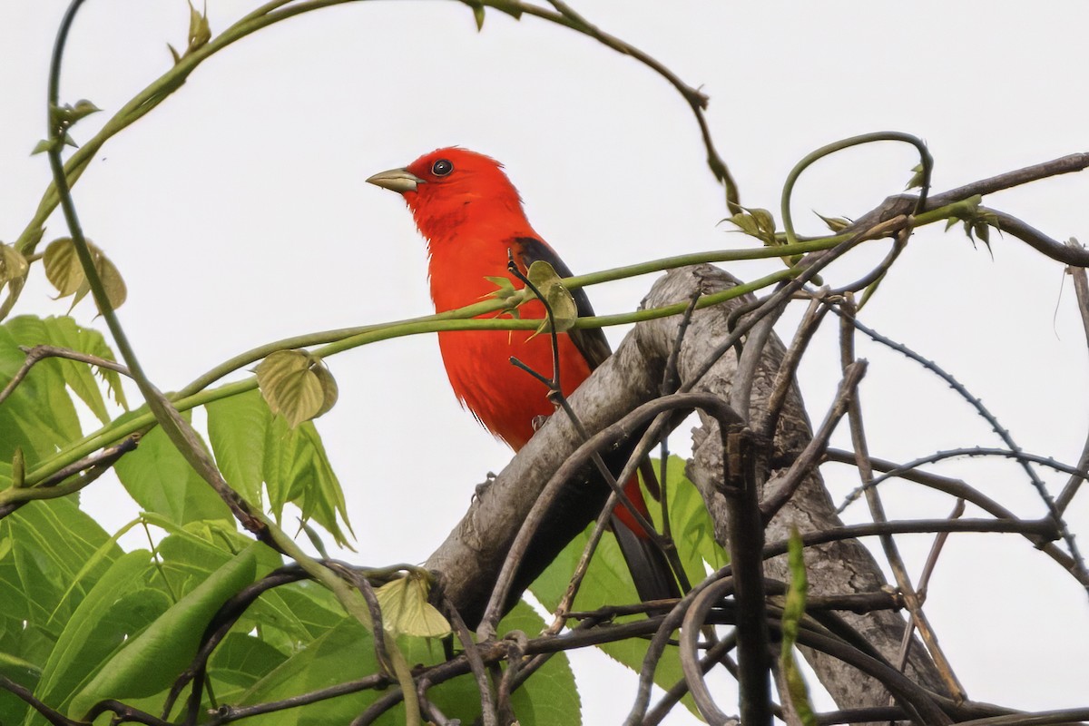 Scarlet Tanager - ML619526433