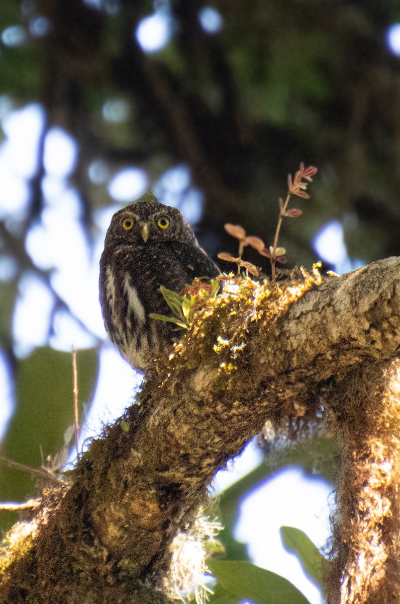 Costa Rican Pygmy-Owl - ML619526488