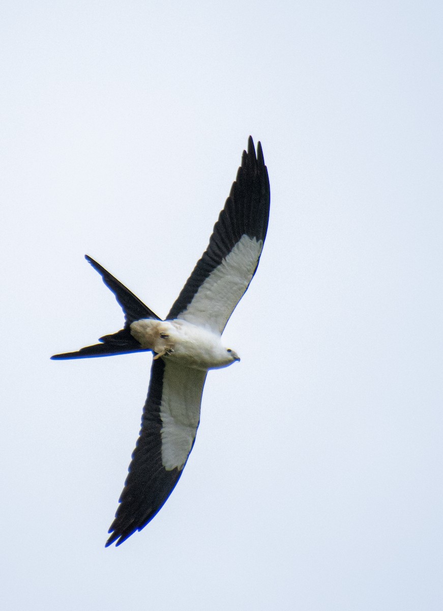 Swallow-tailed Kite - ML619526518