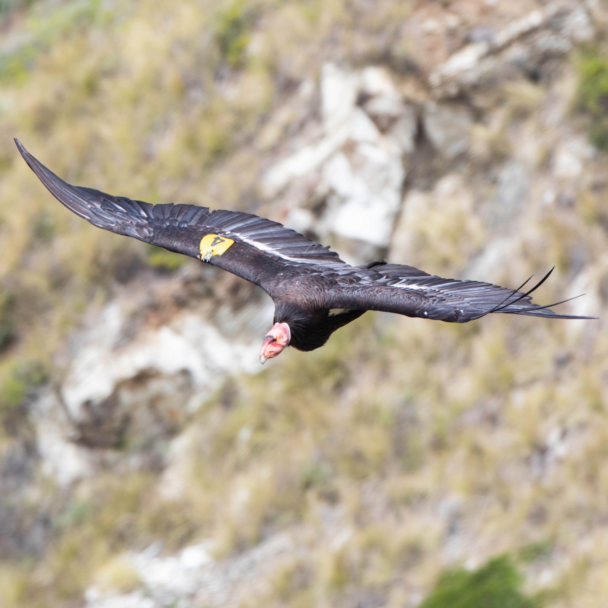 Condor de Californie - ML619526531
