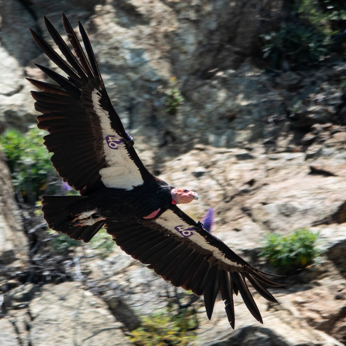Condor de Californie - ML619526532
