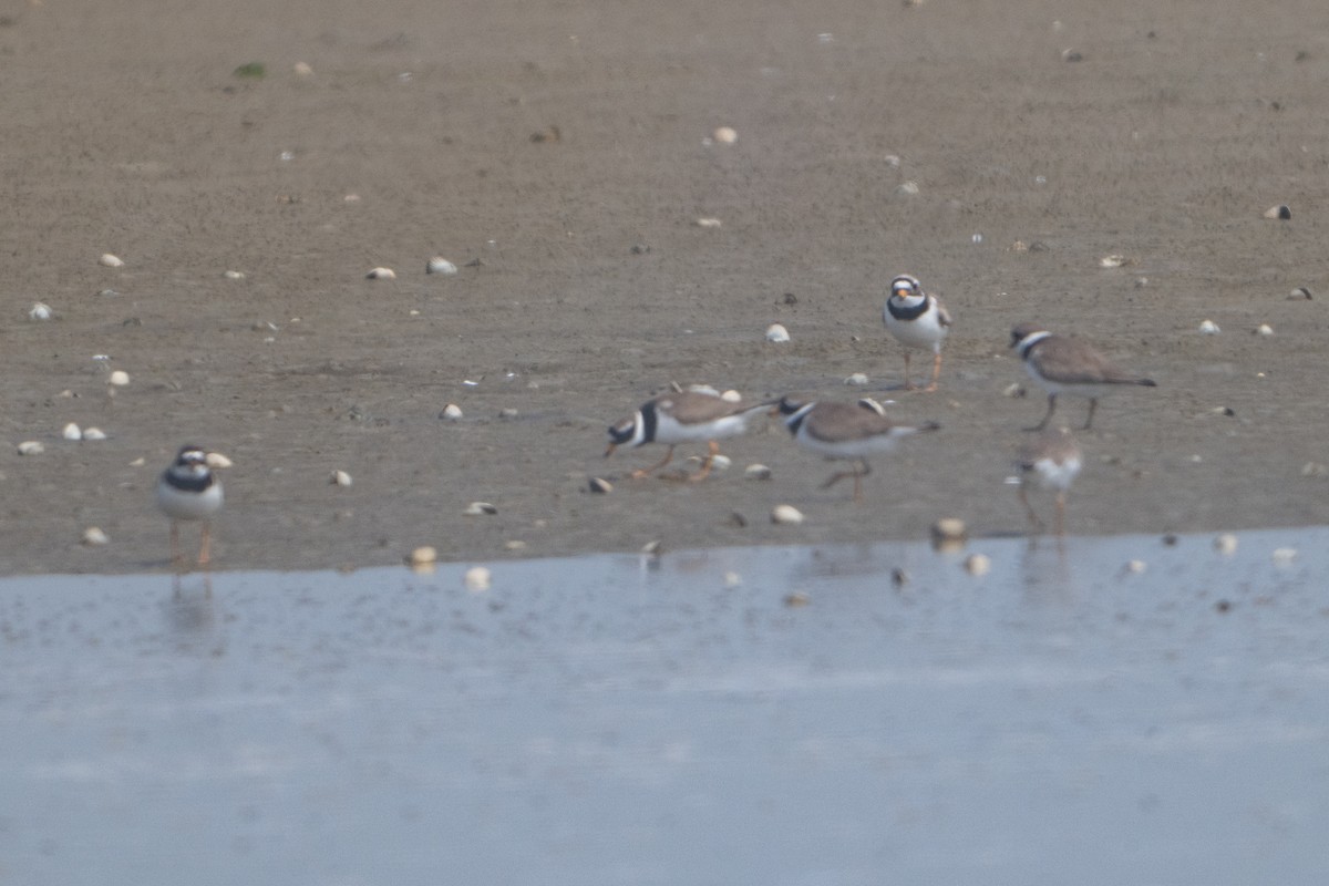 Common Ringed Plover - ML619526554
