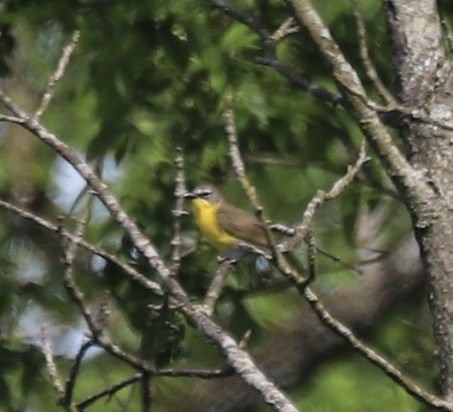 Yellow-breasted Chat - ML619526581
