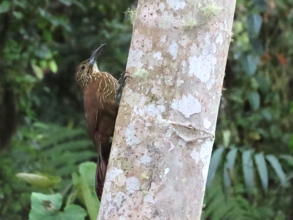 Strong-billed Woodcreeper - ML619526586