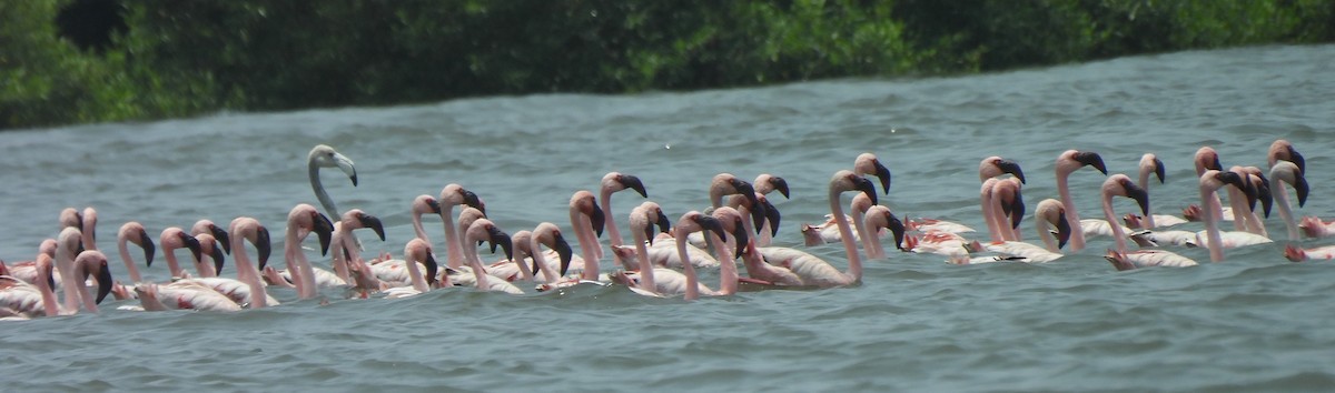 Greater Flamingo - ML619526636
