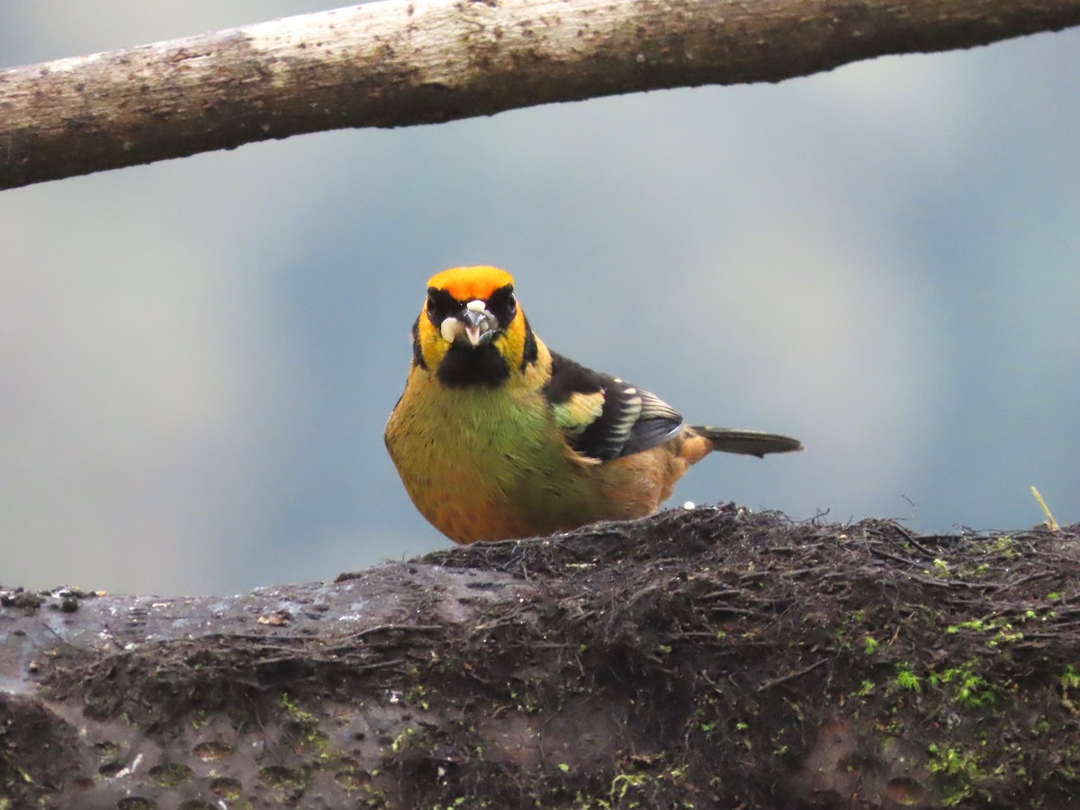 Flame-faced Tanager (Yellow-faced) - ML619526728