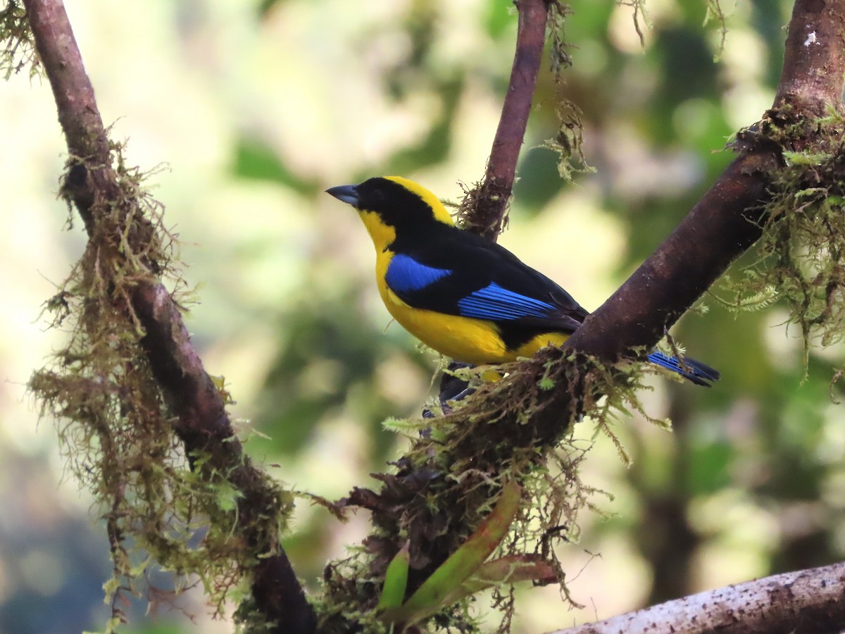 Blue-winged Mountain Tanager - ML619526739