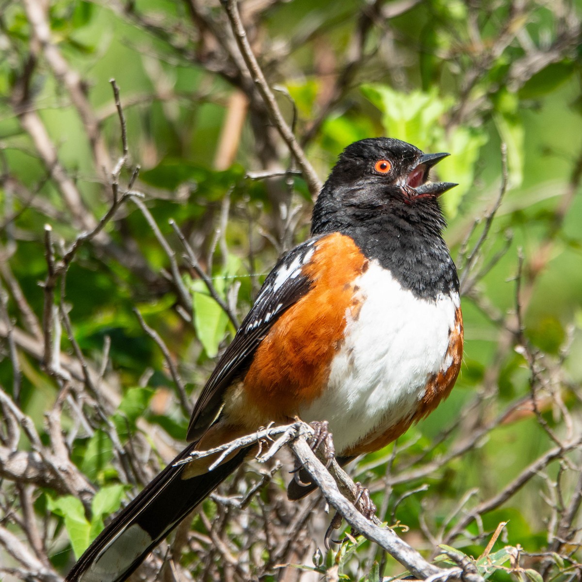 Spotted Towhee - ML619526741