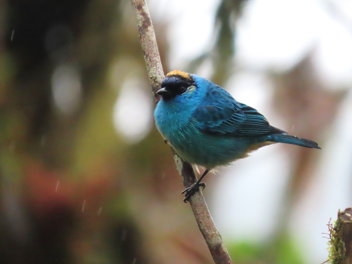 Golden-naped Tanager - ML619526773