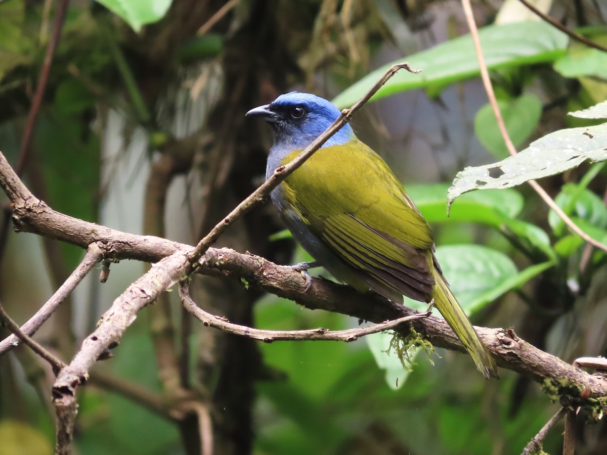 Blue-capped Tanager - ML619526789