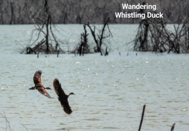 Wandering Whistling-Duck - ML619526799