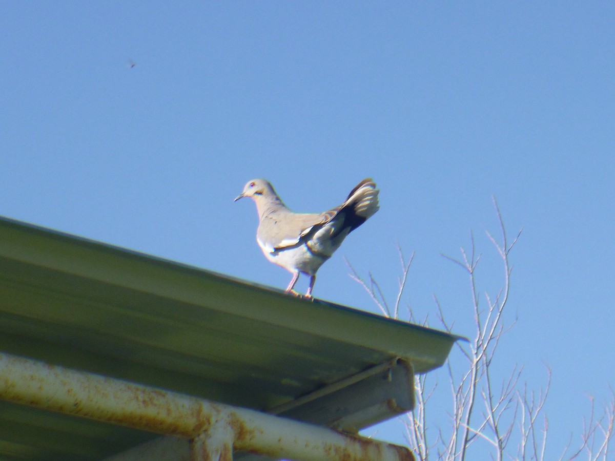 White-winged Dove - ML619526808