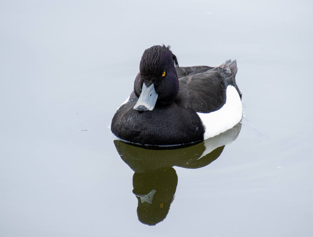 Tufted Duck - ML619526813