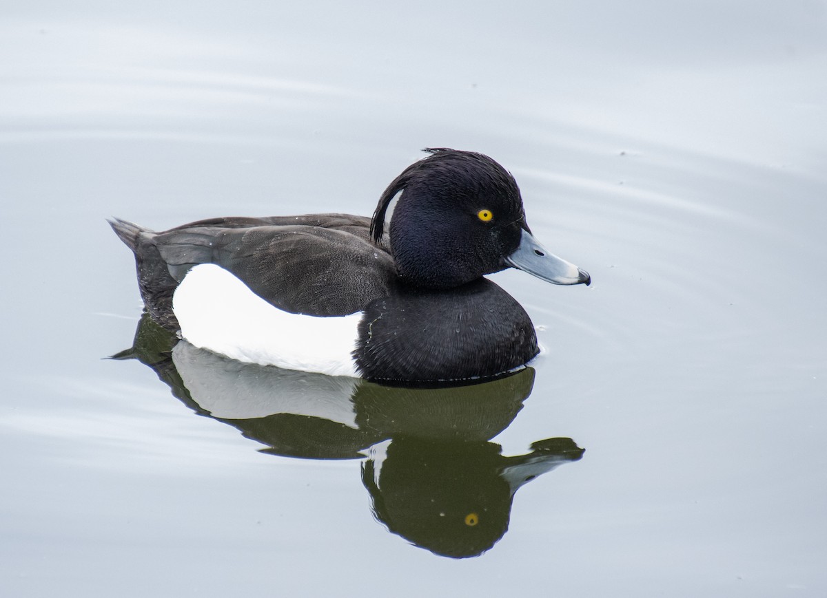 Tufted Duck - ML619526814
