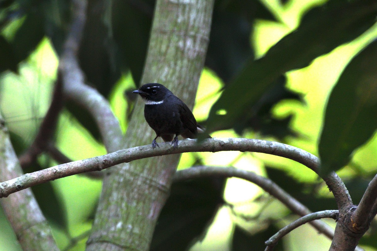 White-throated Fantail - ML619526819