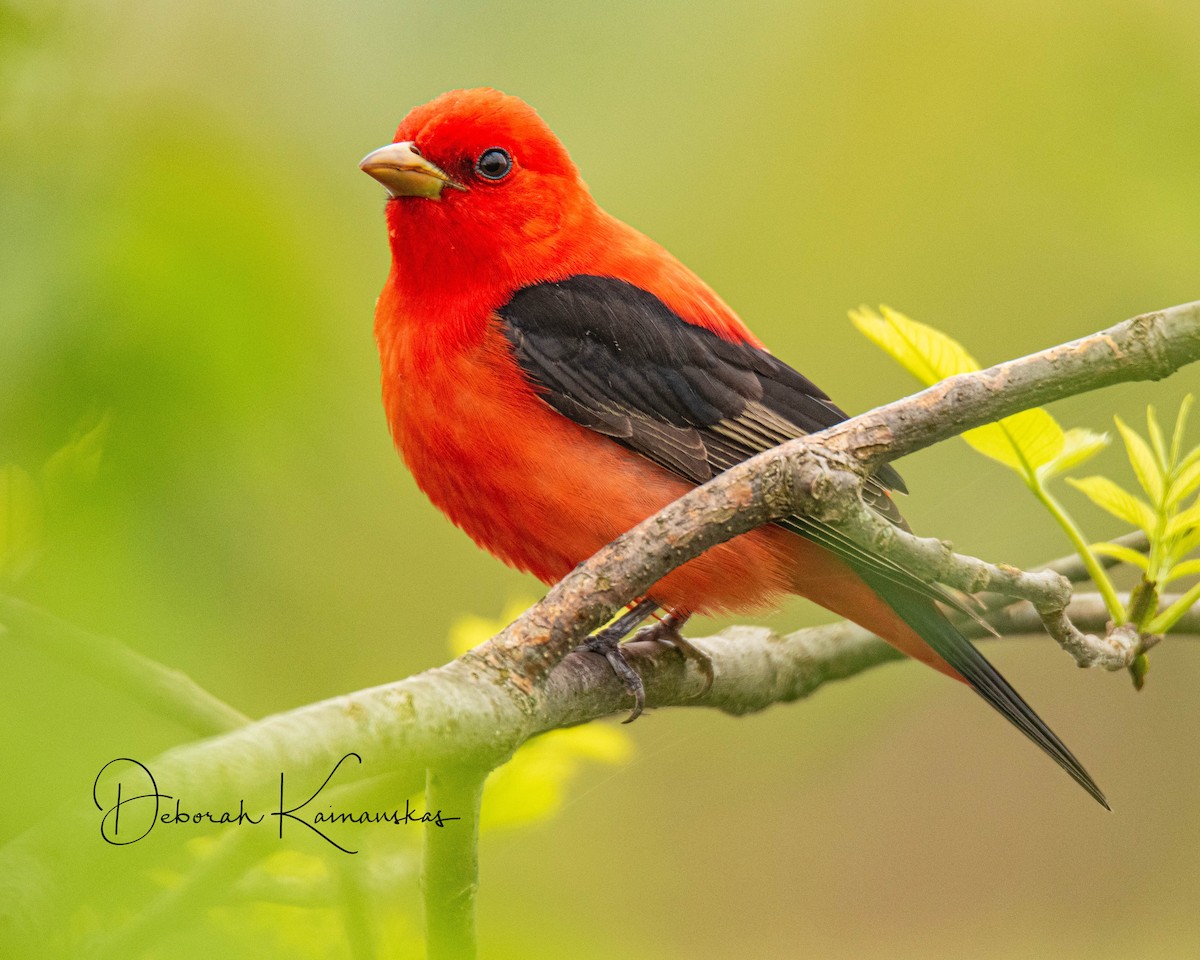 Scarlet Tanager - ML619526820