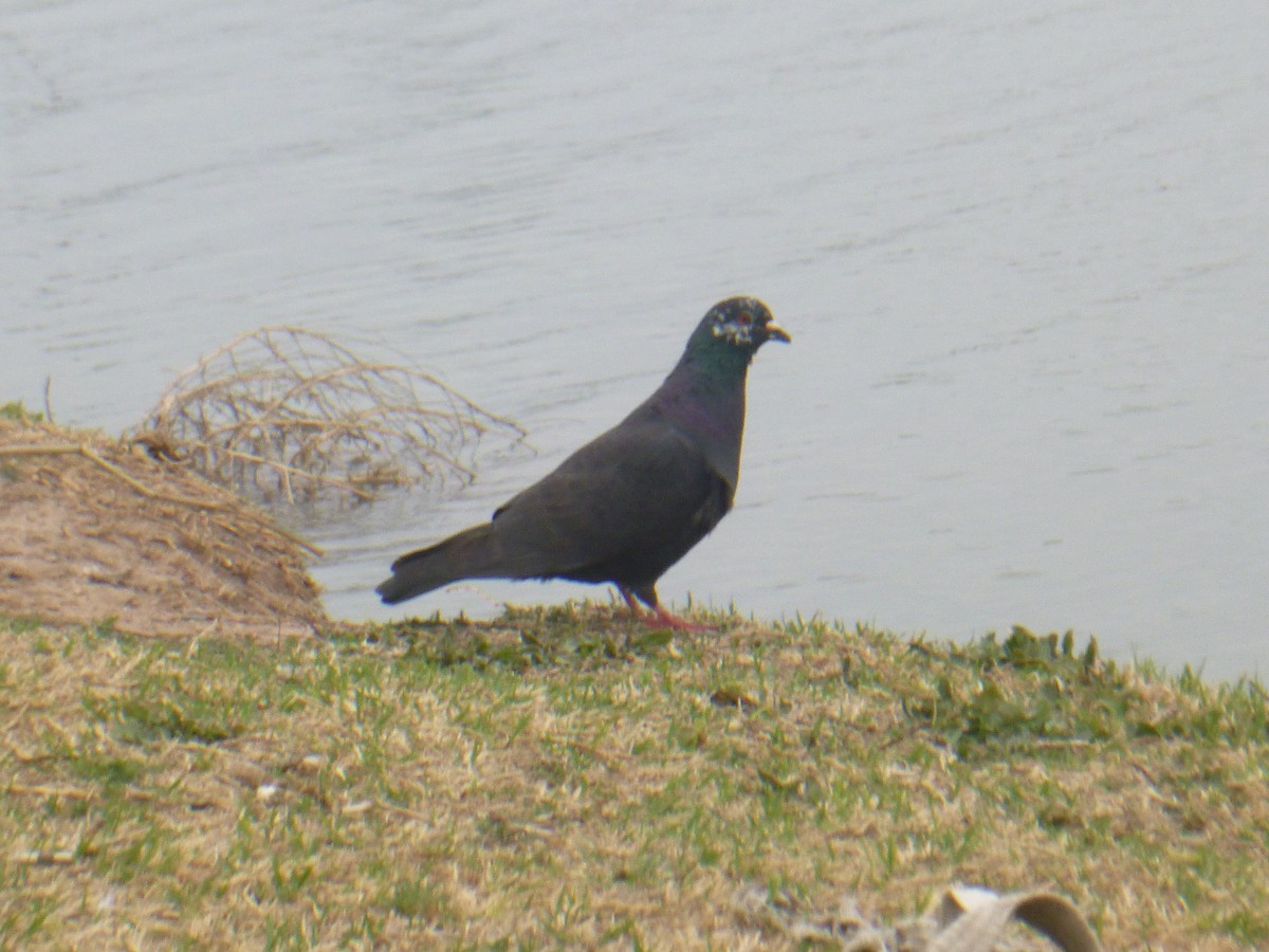 Rock Pigeon (Feral Pigeon) - ML619526894