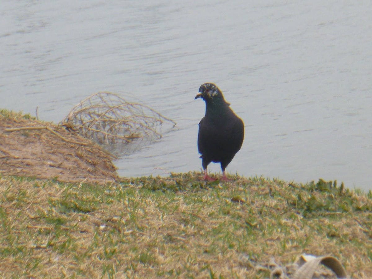 Rock Pigeon (Feral Pigeon) - ML619526895