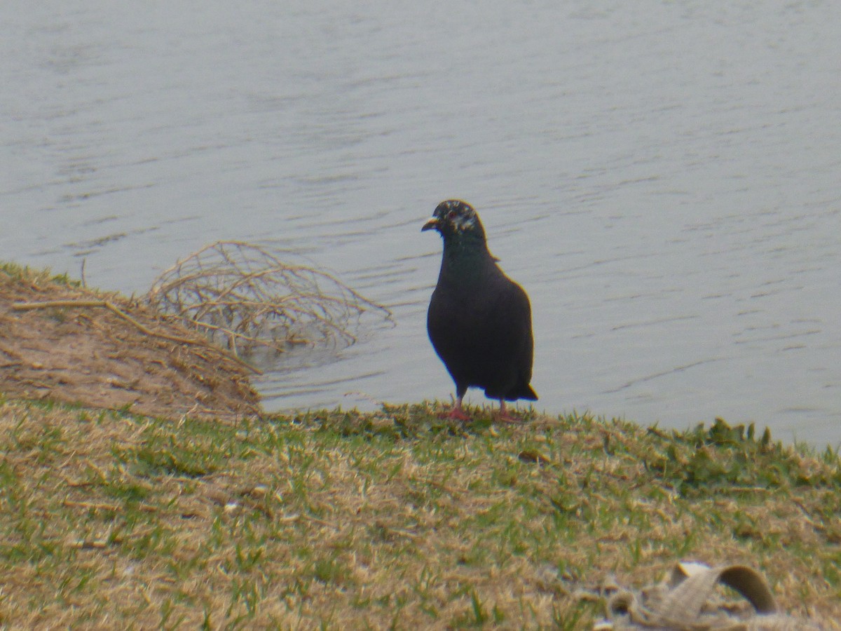 Rock Pigeon (Feral Pigeon) - ML619526897