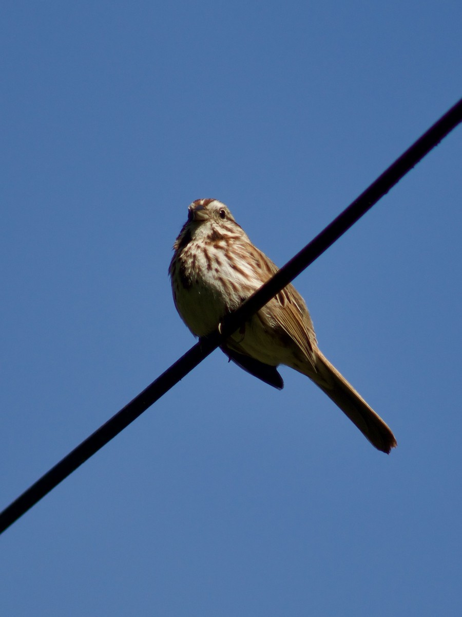 Song Sparrow - ML619526979