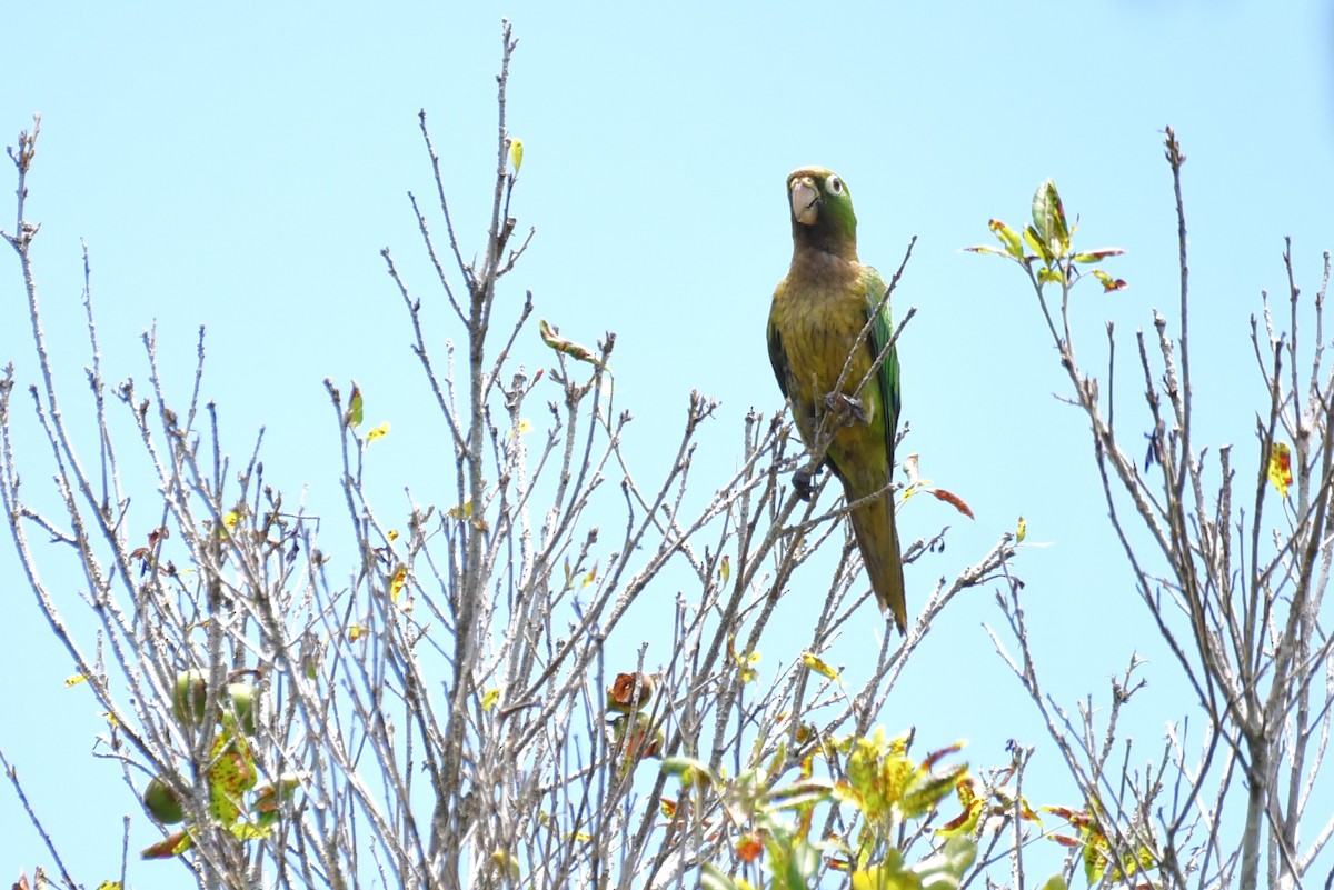 Olive-throated Parakeet - ML619526988