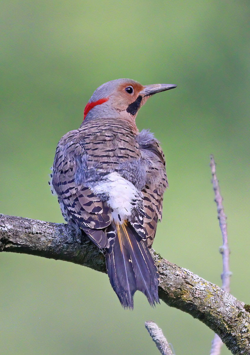 Northern Flicker (Yellow-shafted) - ML619527021