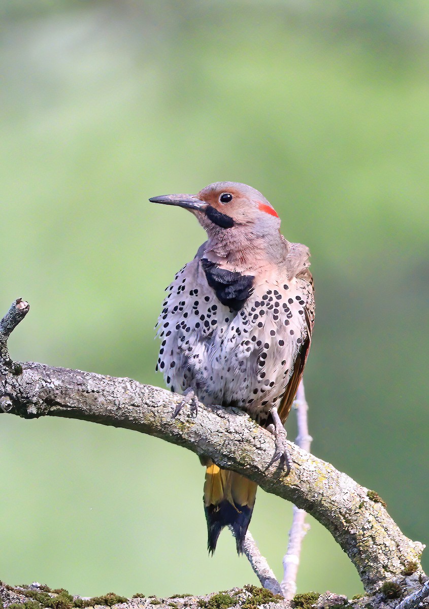 Northern Flicker (Yellow-shafted) - ML619527023