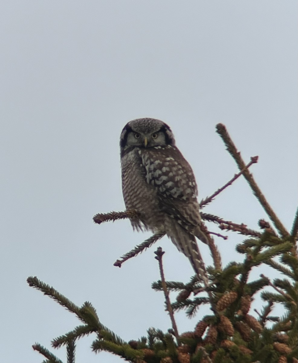 Northern Hawk Owl - ML619527032