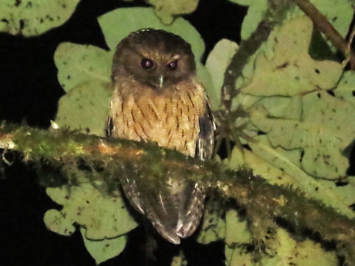 Rufescent Screech-Owl (Colombian) - ML619527055