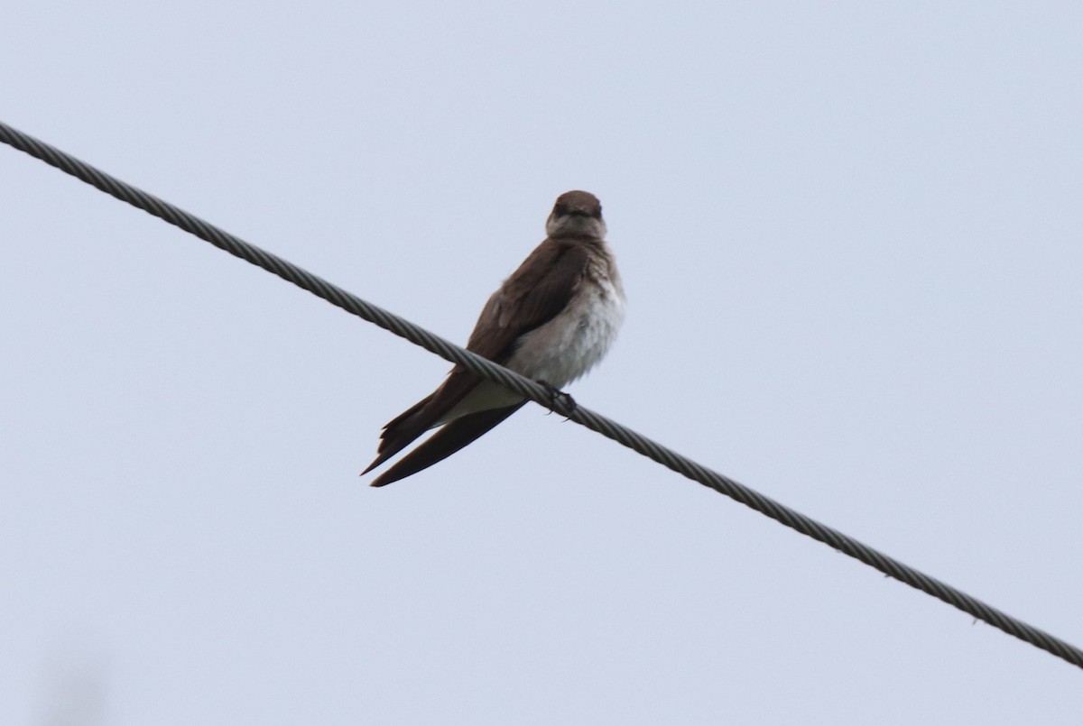 Northern Rough-winged Swallow - ML619527058