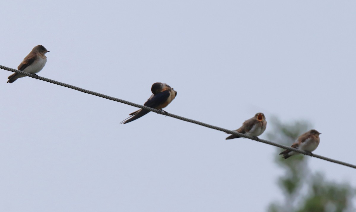 Northern Rough-winged Swallow - ML619527067