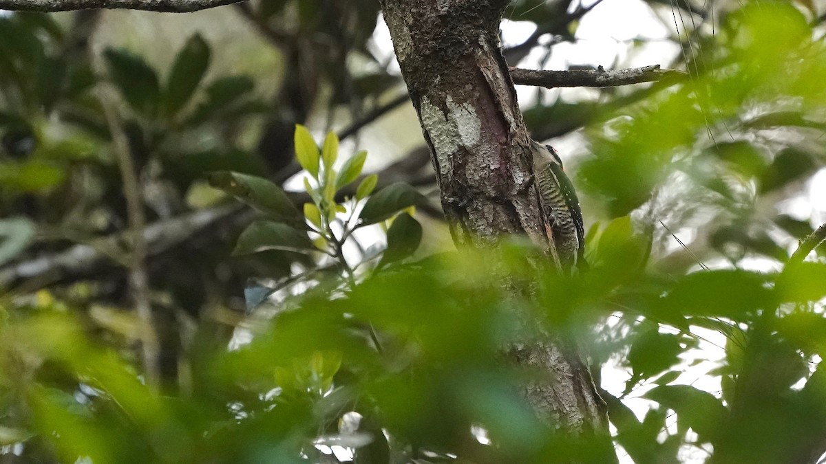 Black-cheeked Woodpecker - ML619527069