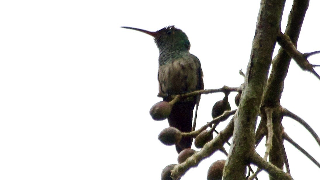 Rufous-tailed Hummingbird - ML619527098