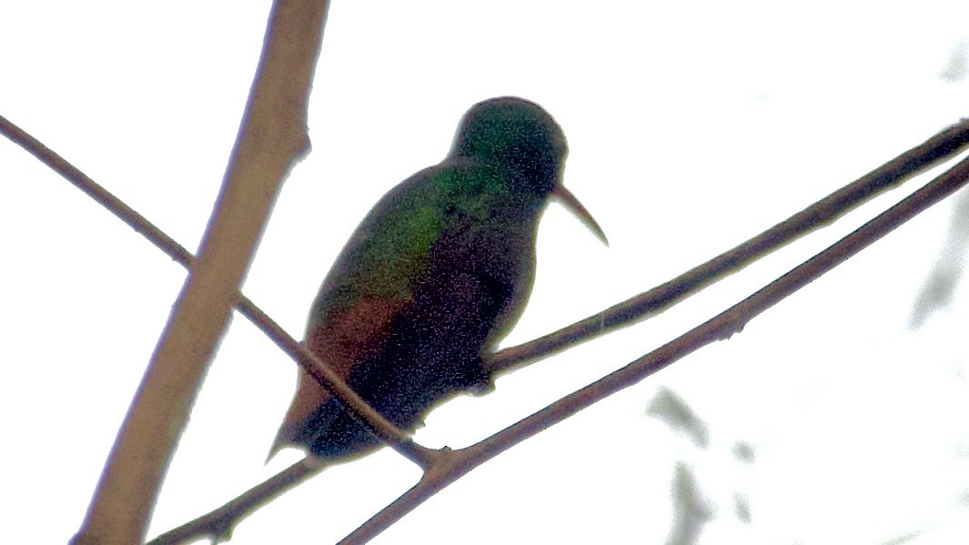 Rufous-tailed Hummingbird - ML619527099