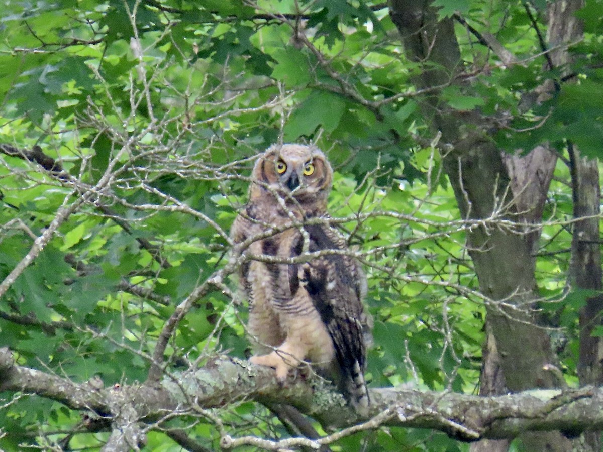 Great Horned Owl - ML619527121