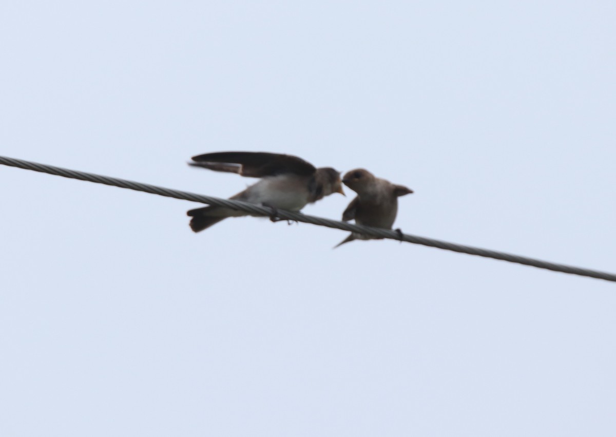 Northern Rough-winged Swallow - ML619527122